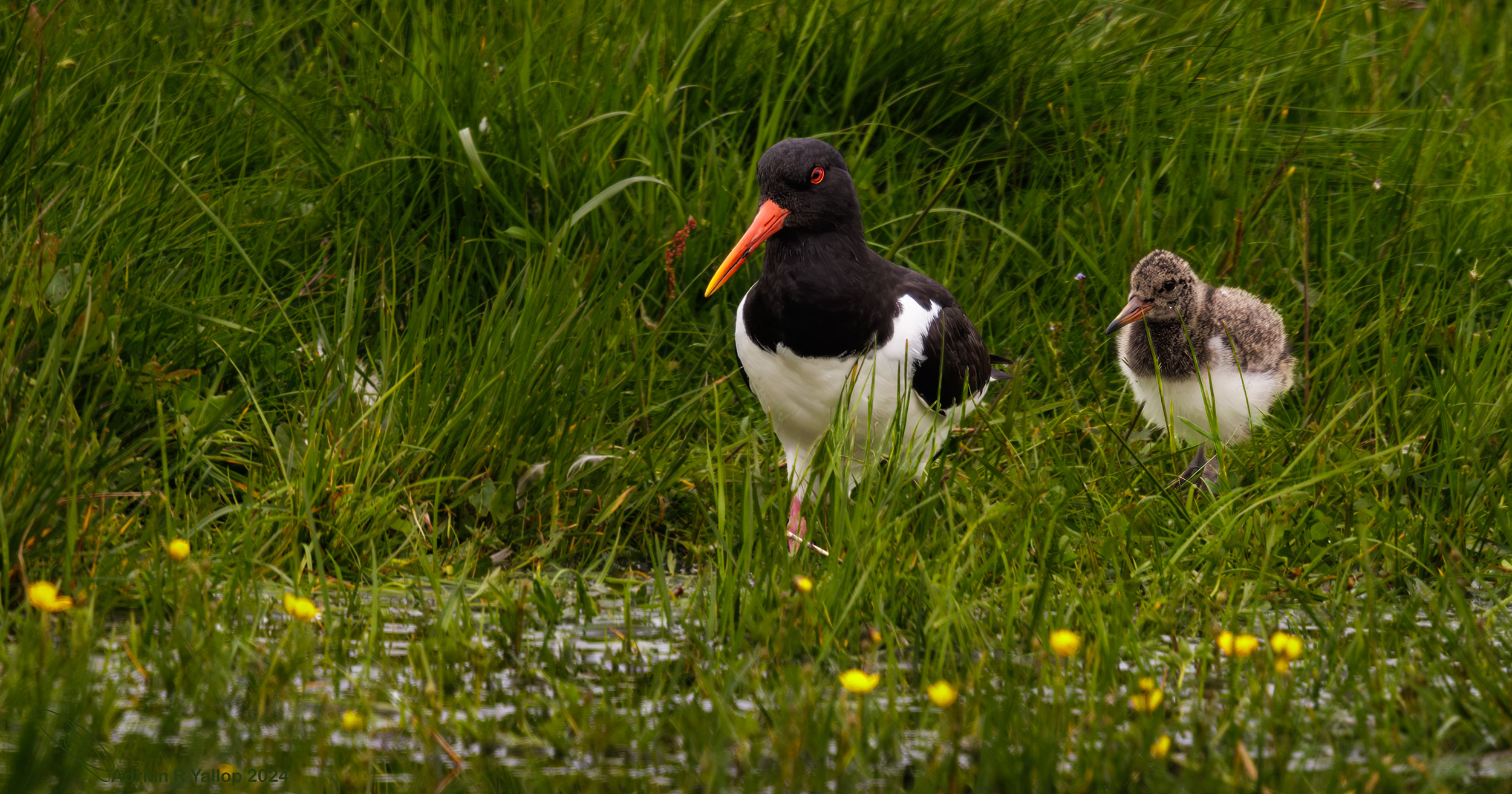  Oystercatcher dad and young